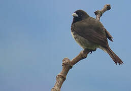 Yellow-bellied Seedeater