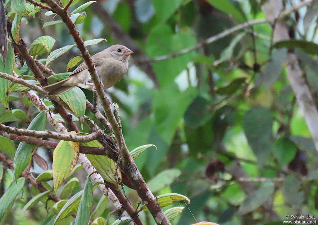 Yellow-bellied Seedeater female adult