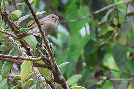 Yellow-bellied Seedeater