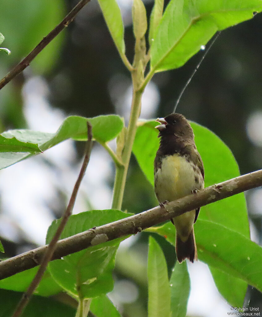 Yellow-bellied Seedeater male adult