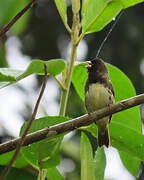 Yellow-bellied Seedeater