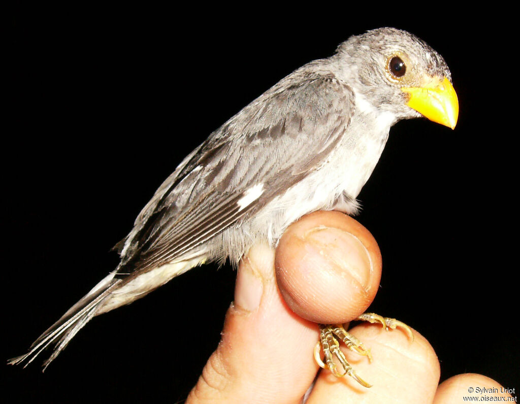 Slate-colored Seedeater male adult