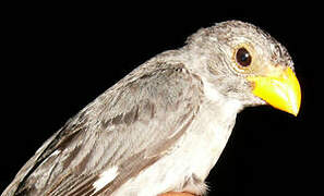 Slate-colored Seedeater