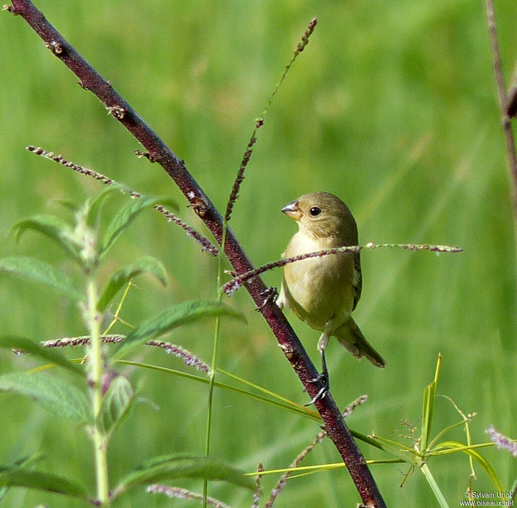 Lined Seedeater female