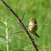 Lined Seedeater