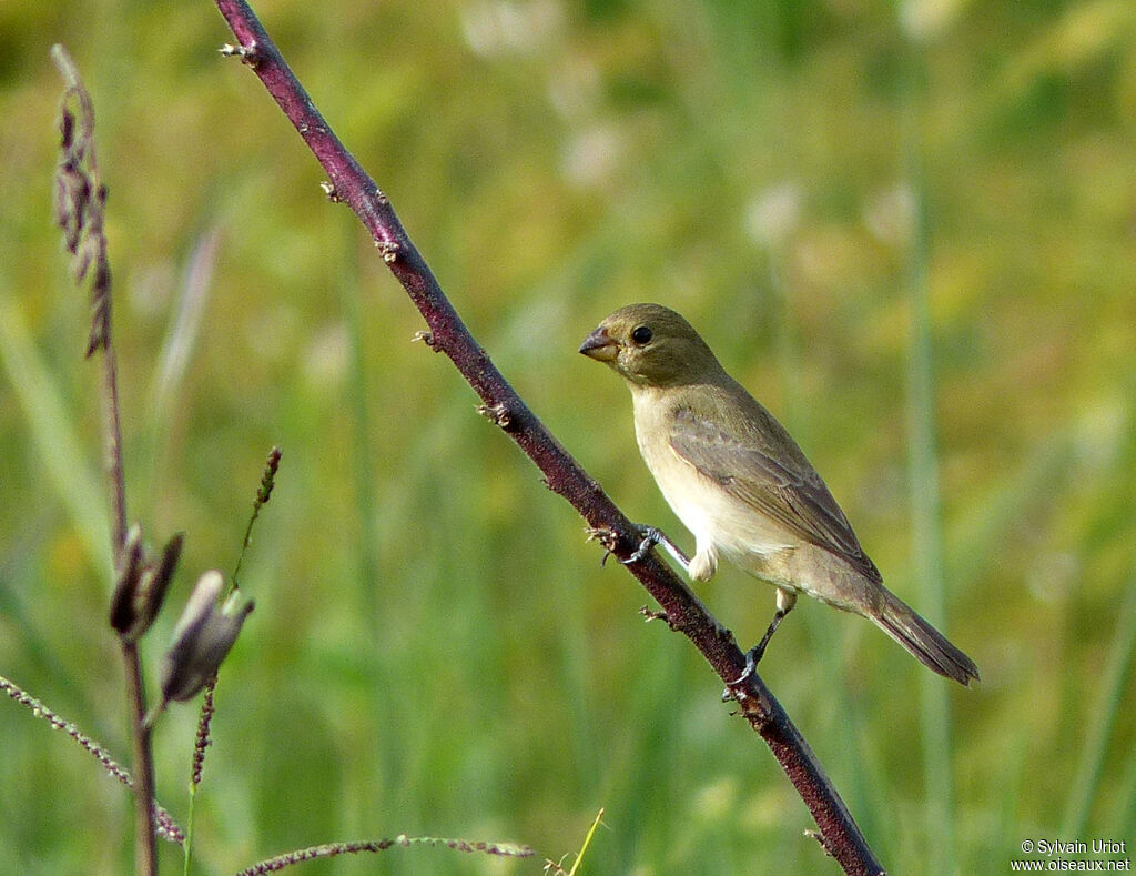 Lined Seedeater female