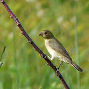 Lined Seedeater