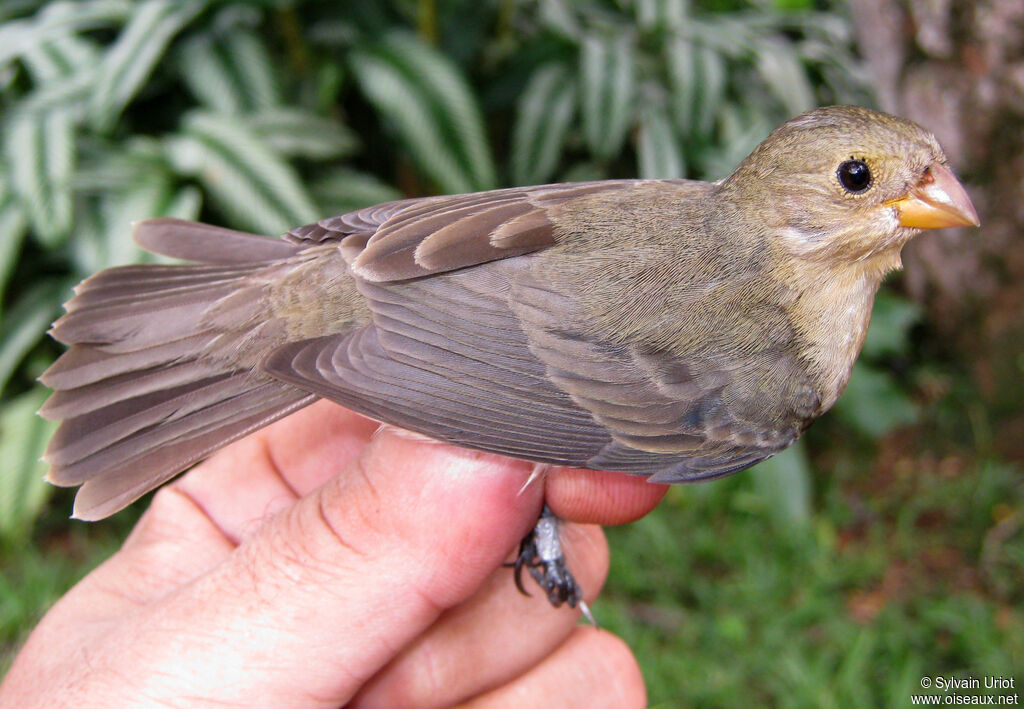 Lined Seedeater