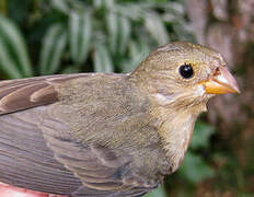 Lined Seedeater