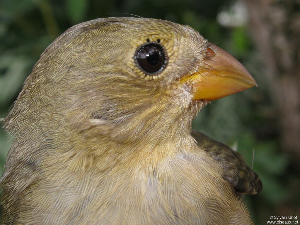 Lined Seedeater