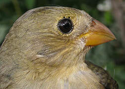 Lined Seedeater