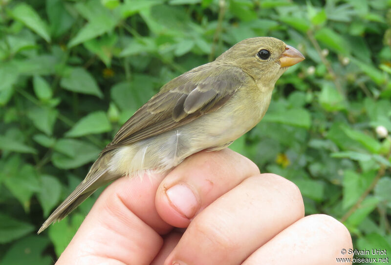 Lined Seedeater female adult