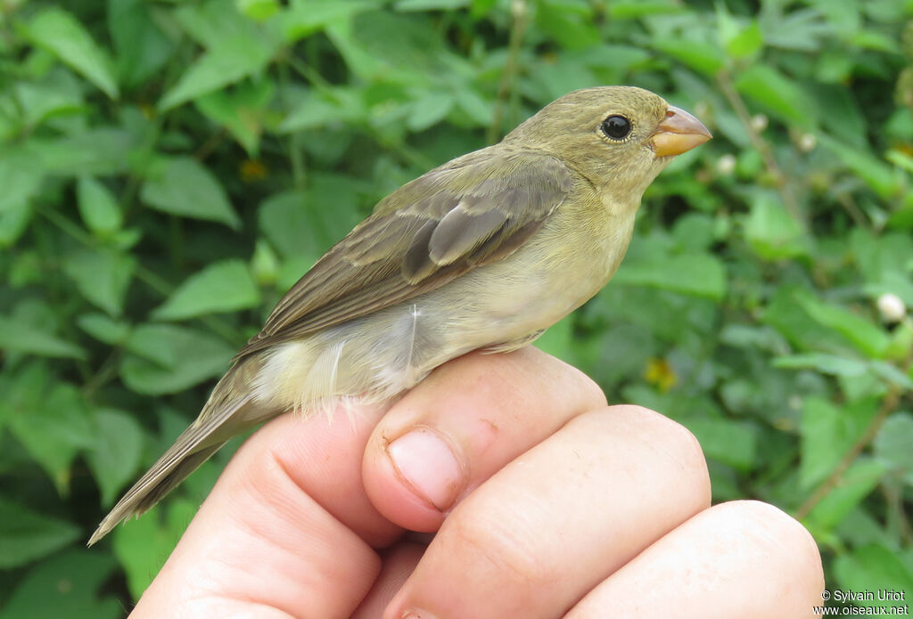 Lined Seedeater female adult