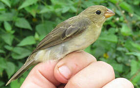 Lined Seedeater