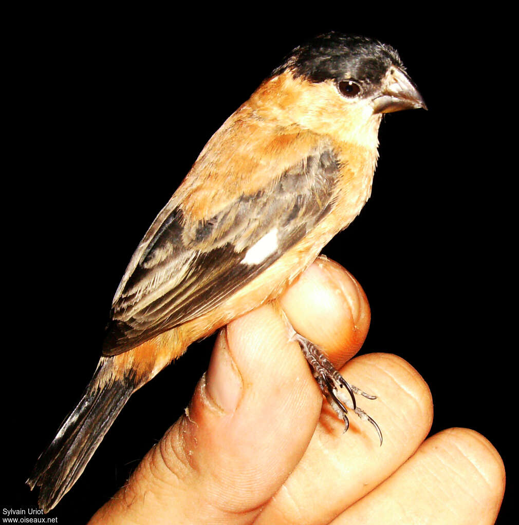 Copper Seedeater male adult