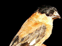 Copper Seedeater