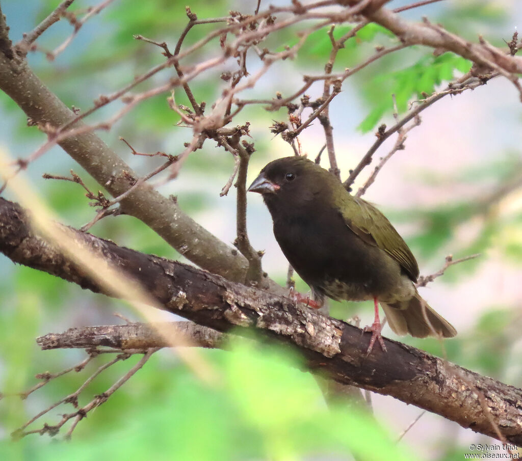 Black-faced Grassquitadult