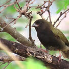 Sporophile cici