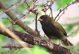 Black-faced Grassquit