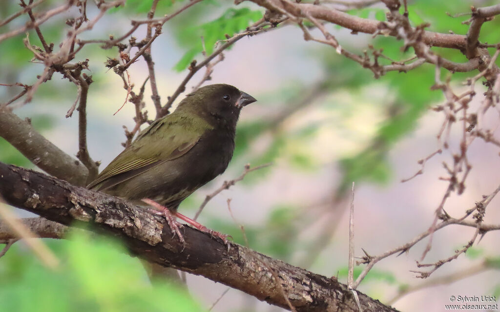 Black-faced Grassquitadult