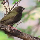 Sporophile cici