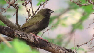 Black-faced Grassquit