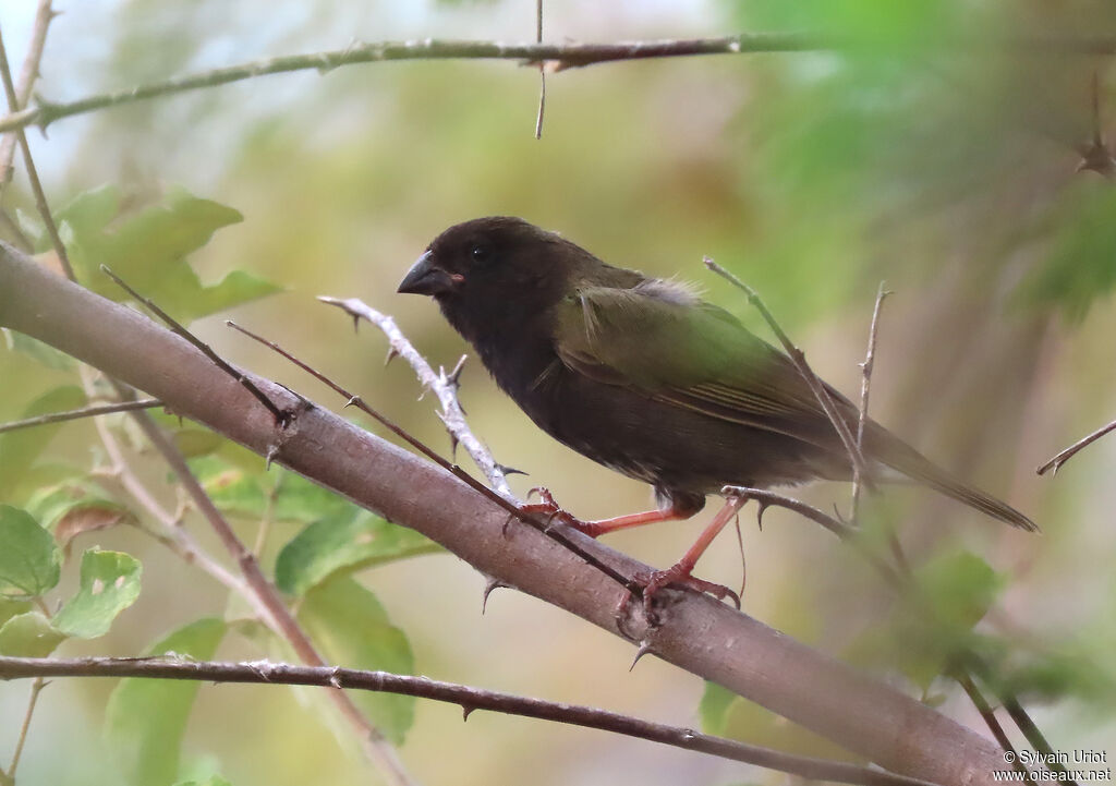 Black-faced Grassquitadult