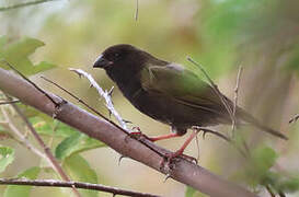 Black-faced Grassquit