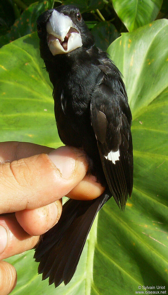 Large-billed Seed Finch male adult