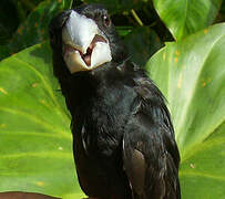 Large-billed Seed Finch