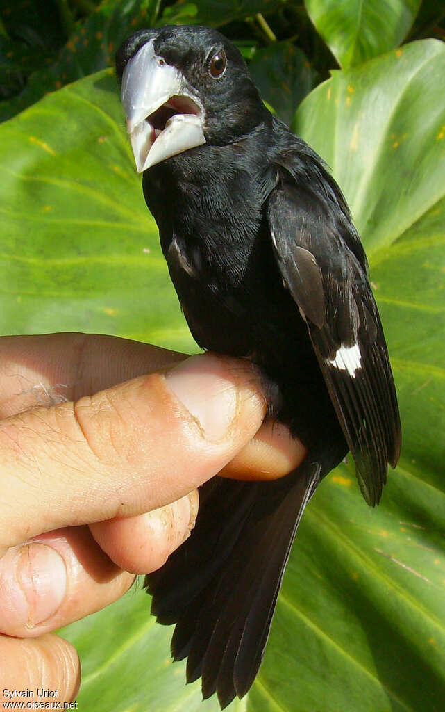 Large-billed Seed Finch male adult