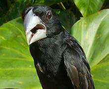 Large-billed Seed Finch