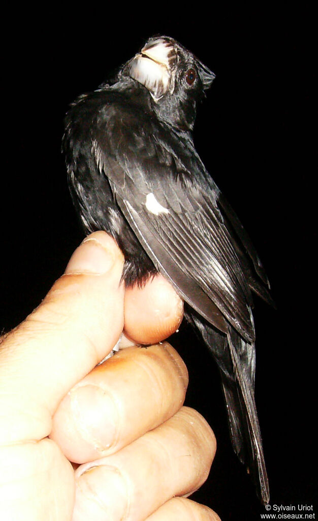 Large-billed Seed Finch male subadult