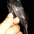 Sporophile crassirostre