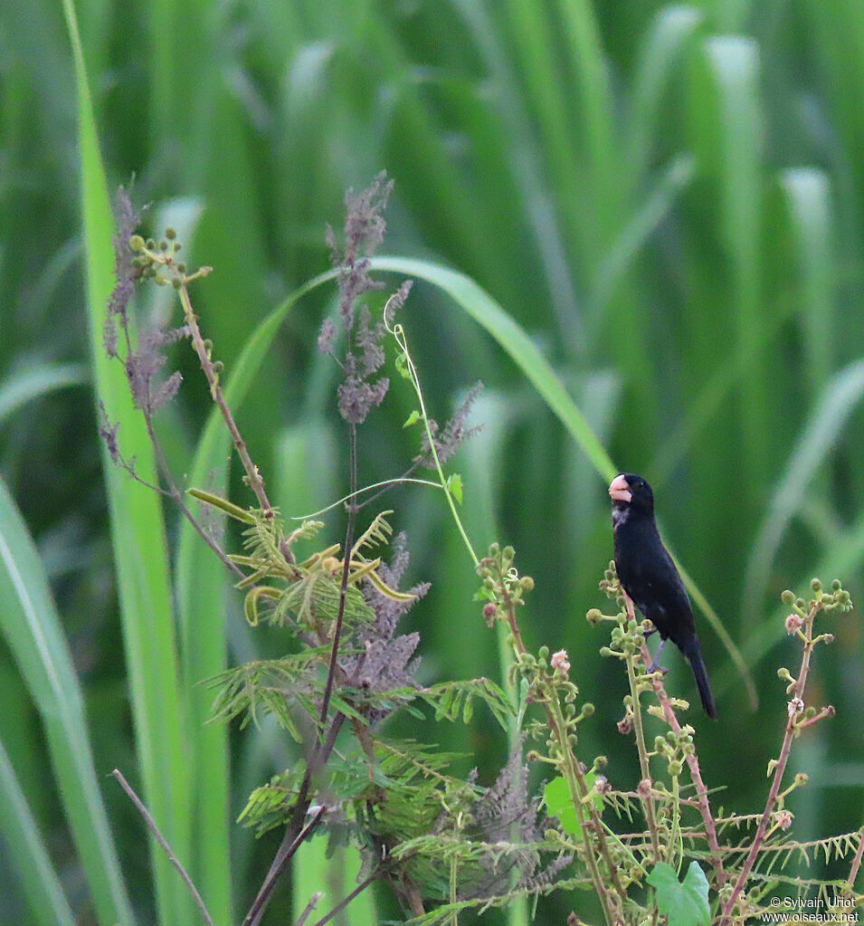 Large-billed Seed Finch male adult