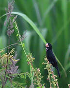 Large-billed Seed Finch