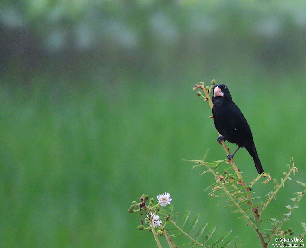 Large-billed Seed Finch male adult