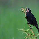 Sporophile crassirostre