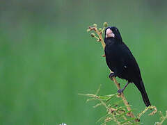 Large-billed Seed Finch