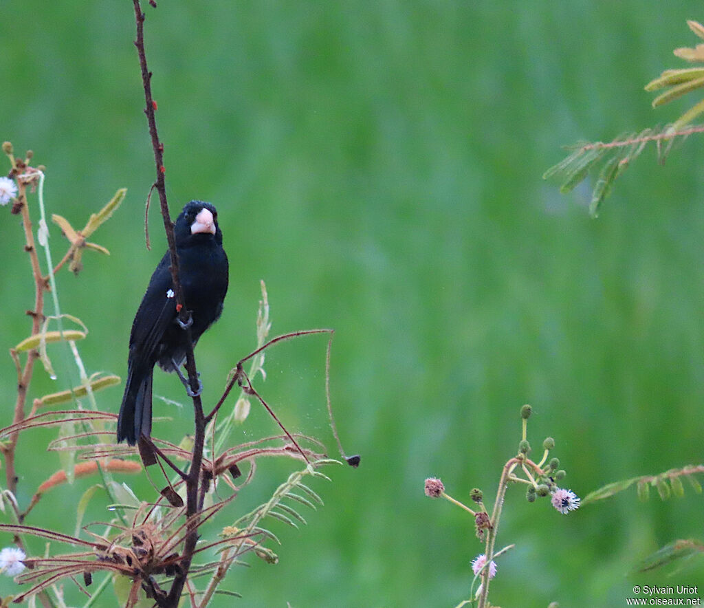 Large-billed Seed Finch male adult