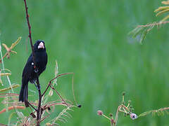 Large-billed Seed Finch