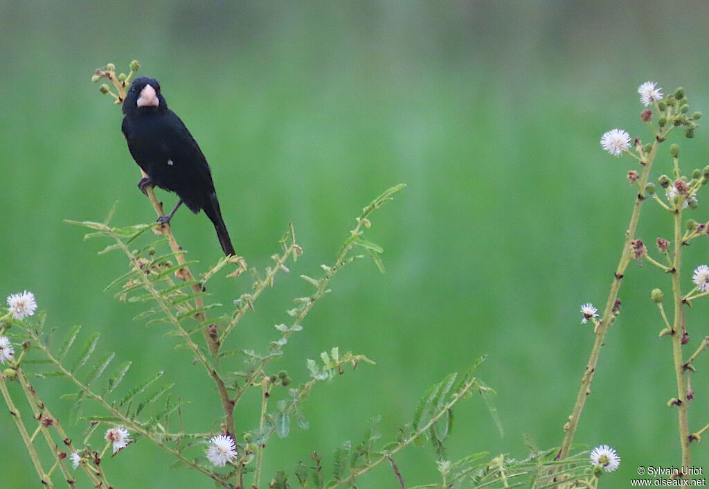 Large-billed Seed Finch male adult