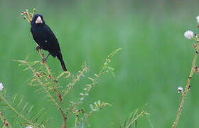 Large-billed Seed Finch