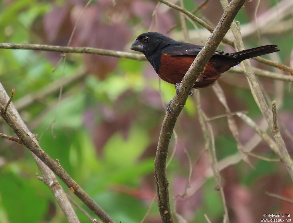 Chestnut-bellied Seed Finch male adult