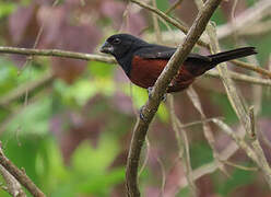 Chestnut-bellied Seed Finch