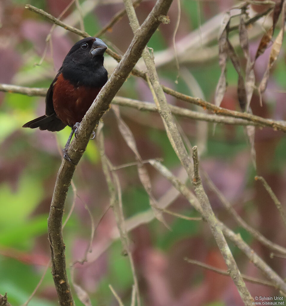 Chestnut-bellied Seed Finch male adult