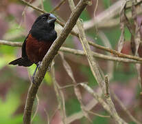 Chestnut-bellied Seed Finch