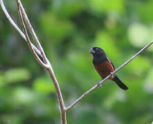 Chestnut-bellied Seed Finch