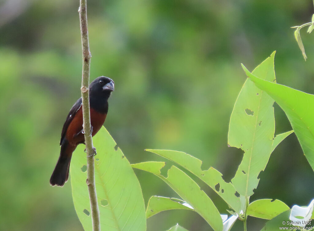 Chestnut-bellied Seed Finch male adult