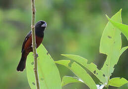 Chestnut-bellied Seed Finch